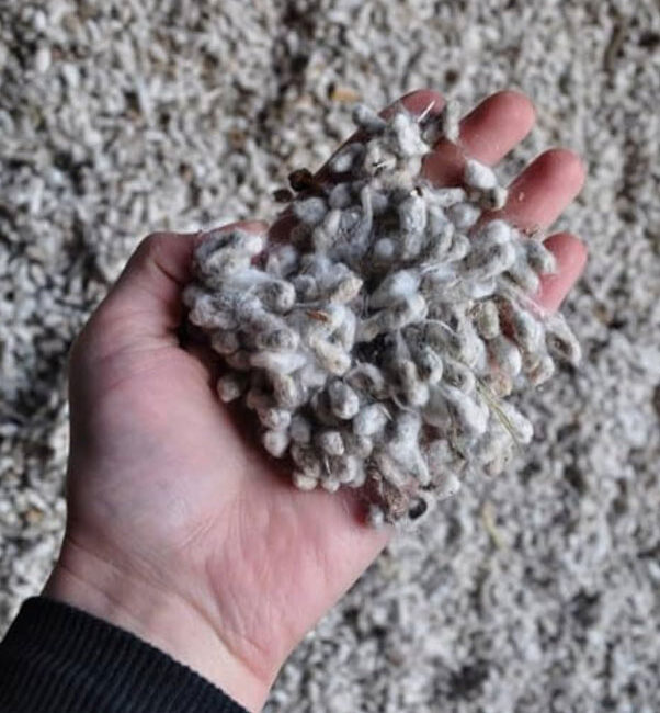 Cotton-Seed-img-1