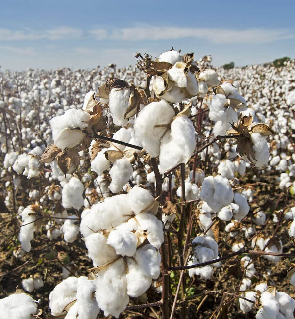 Cotton-fibre-img-1
